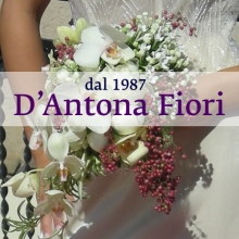 D' Antona Fiori